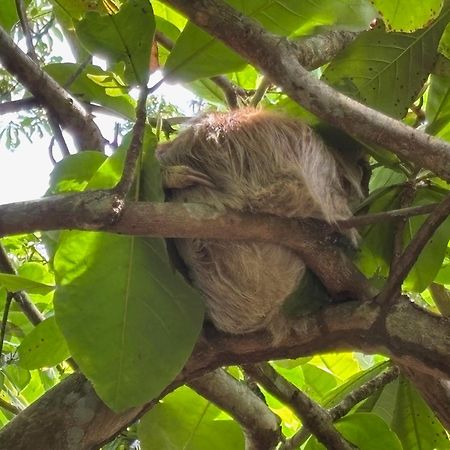 Hotel Suizo Loco Lodge & Resort カウイータ エクステリア 写真